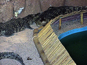 Если вовремя не извлечь мобильник из брюха, крокодил Гена рискует не дожить до своего 15-летия. Фото Лины Марченко.