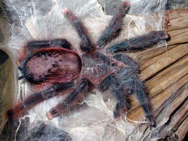 Тело пауков-птицеедов покрыто миллионами волосков. Фото с сайта buka.net.uа