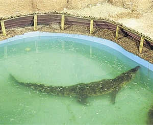 Крокодилу понадобилось 4 месяца на то, чтобы прийти в себя. Фото с сайта vgorode.ua