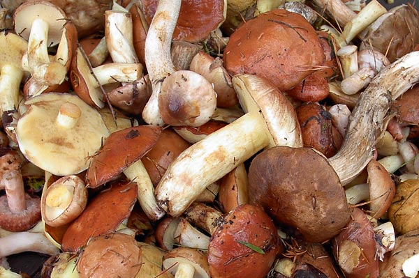 Собирать и есть грибы теперь можно только на свой страх и риск. Фото с сайта zagribami.narod.ru