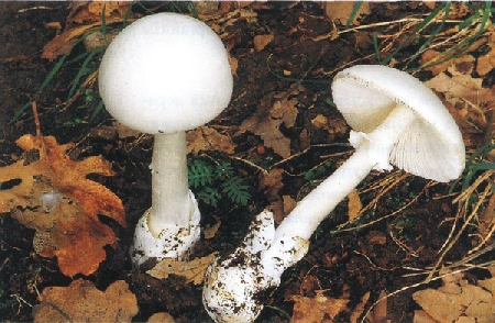 Ядовитые грибы порой выглядят точь в точь как съедобные, поэтому готовить их нужно крайне аккуратно. Фото с сайта .mushroomer.ru