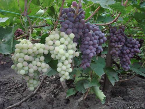 Местный виноград еще и меньше обрабатывался химическими препаратами. Фото с сайта jurijnett.ucoz.ua