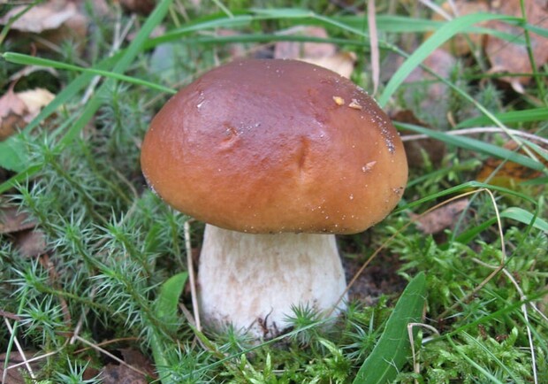 Если грибов уродилось мало – зима будет снежная и суровая. Фото с сайта sad-ogorod