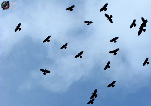 Если вороны сегодня летают крупными стаями – готовимся к скорым лютым морозам. Фото с сайта chudo-v-honeh.info