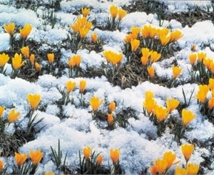 Зима понемногу отступает. Фото с сайта i.ua