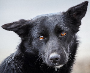 Травле подвергаются не только бездомные, но и хозяйские собаки. Фото Дениса Моторина