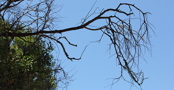 Аварийное дерево может причинить немало бед. Фото: Денис Моторин