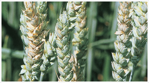 Плесневелый грибок - беспощадный враг пшеницы. Фото с сайта nsh.ru