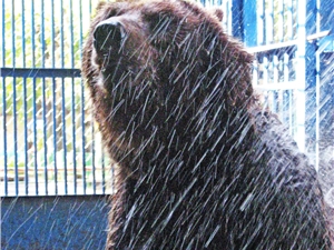 Медведям в такой солнцепек душ положен каждые два часа. Фото автора.