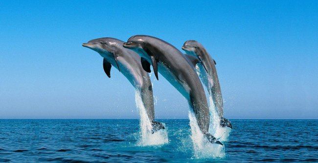 День китов и дельфинов. Фото с сайта easytousetech.com
