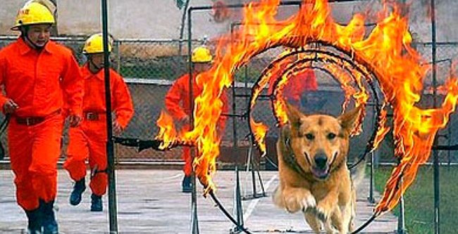 Собаки тоже бывают спасателями. Фото с сайта dogsecrets.ru