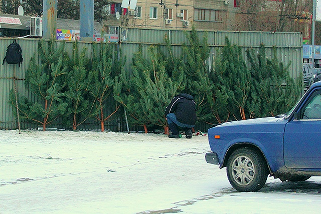 Почем елки в Днепропетровске. Фото Дениса Моторина