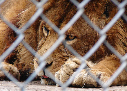 Новость - События - В Украине запретили передвижные зоопарки и выставки диких животных: узнай подробности