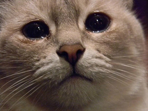 Новость - События - Мясник жестоко убил голодного кота на глазах посетителей