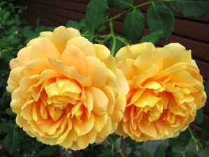 Каждая роза стоит больше 20 гривен. Фото с сайта sxc.hu.