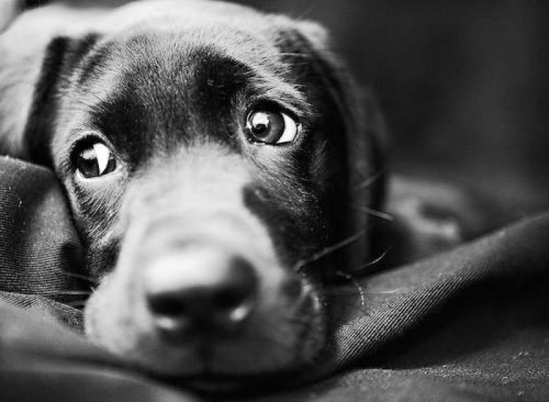 Новость - События - Неравнодушные днепряне спасают собаку, которая попала в ловушку
