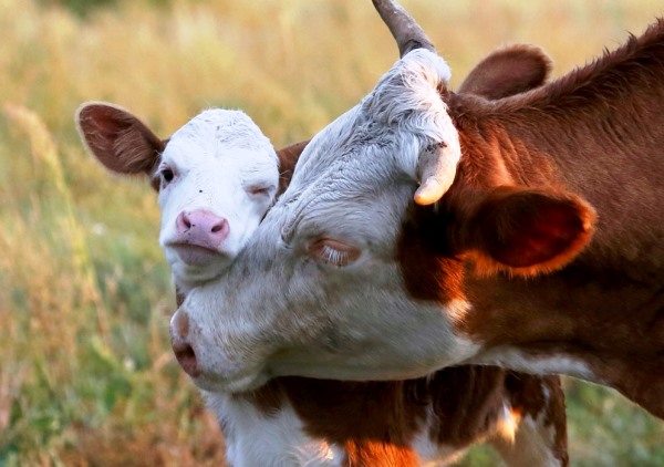Новость - События - Жестокая ферма: 30 коров под Днепром умирают от холода и голода