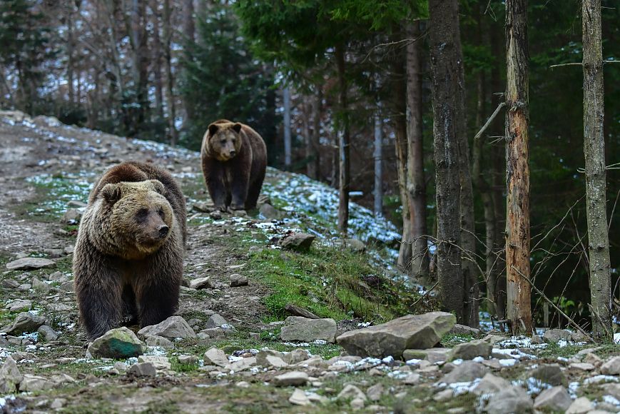 Новость - События - Жива-здорова: медведица Ляля доехала до Карпат