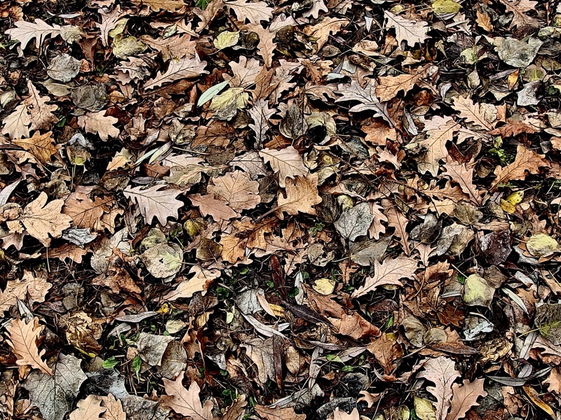 Новость - События - Во благо природы: экологи Днепра просят не убирать листья в парках