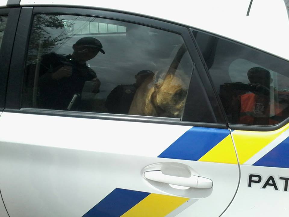 Новость - События - Угнать за 60 секунд: в Днепре собака едва не оставила полицейских без машины