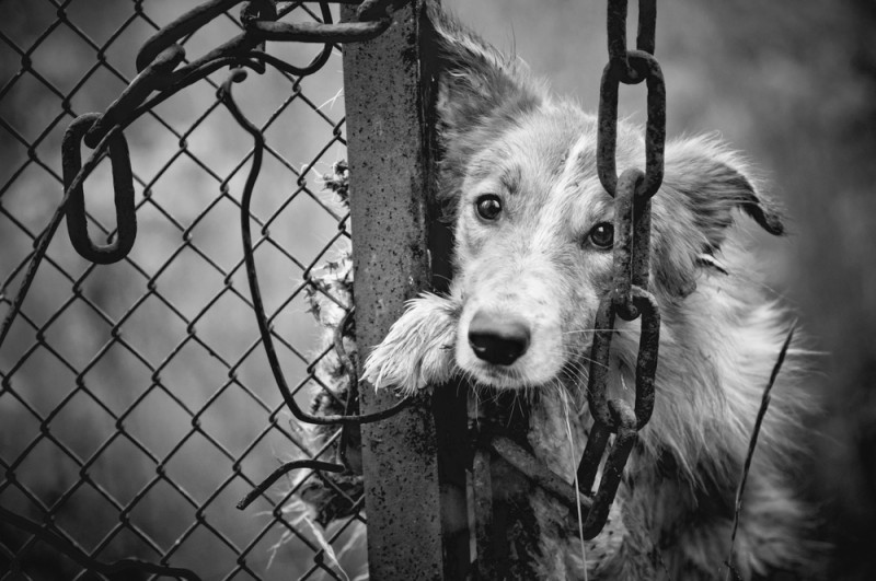 Новость - События - Миссия выполнима: днепровских собак спасли за считанные часы до усыпления