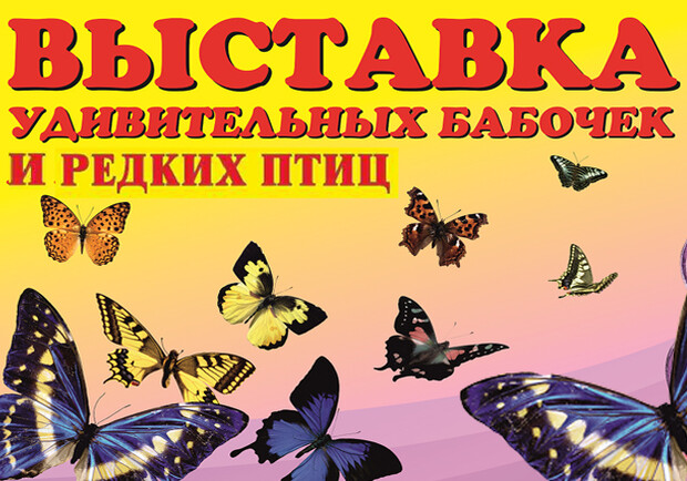 Афиша - Выставки - Выставка бабочек и редких птиц "Секреты крылатой радуги"