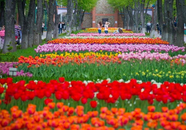 Афиша - Экскурсии - Фестиваль тюльпанов в Кропивницком