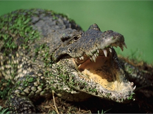 В группе кубинские, нильские, африканские, филиппинские крокодилы. Фото с сайта www.naturewall.ru