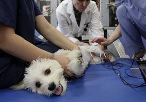 Пока у ветеринаров есть чем обезболивать домашних питомцев, но это ненадолго. Фото с сайта ukr-news.in.ua 