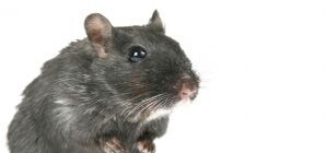 Крысы атакуют квартиры дончан сжирая трубы и кабеля