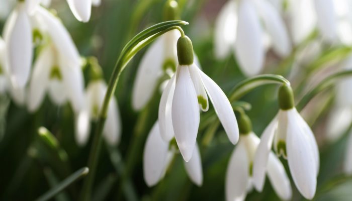 Не рискуй: в Крыму штрафуют за букеты из подснежников