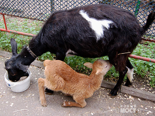 Скоро в зоопарке могут появиться и другие детеныши. Фото с сайта mobus.com