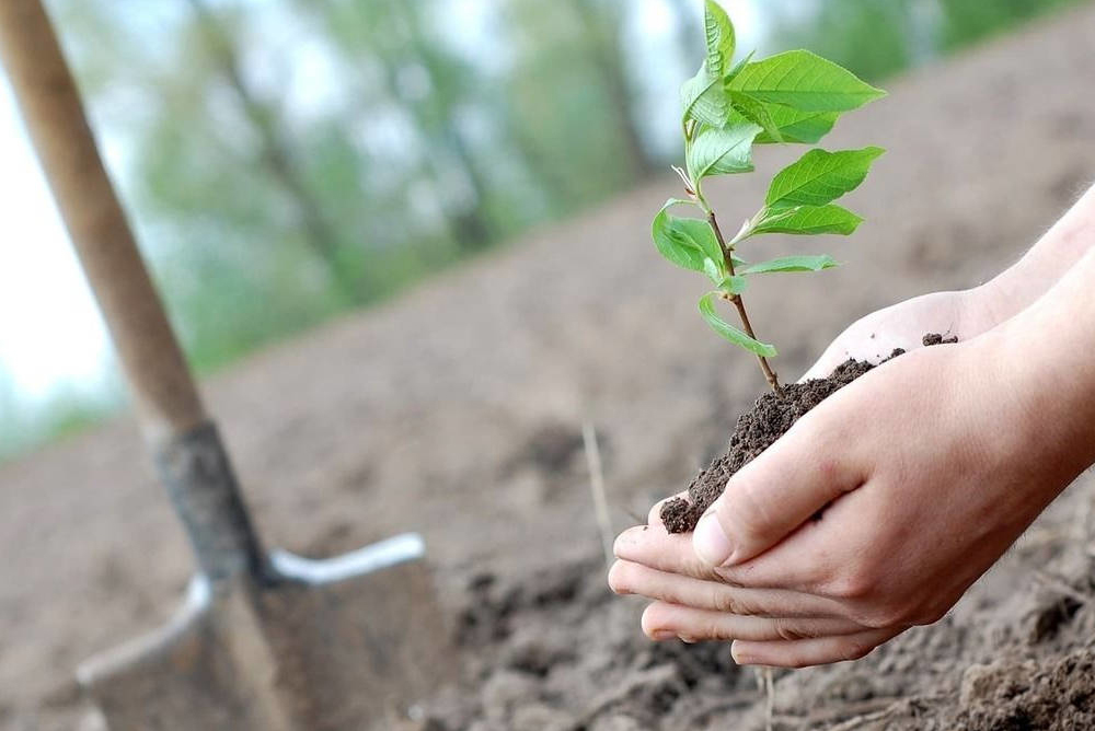 Присоединяйся: в Симферополе весной высадят 