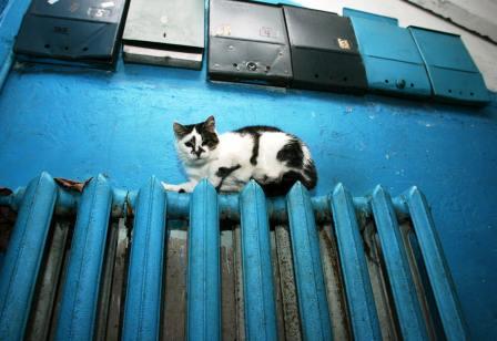 Коты еще могут греться на батареях. Фото с сайта ustanowim.ru