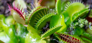Растения-хищники и обитатели джунглей