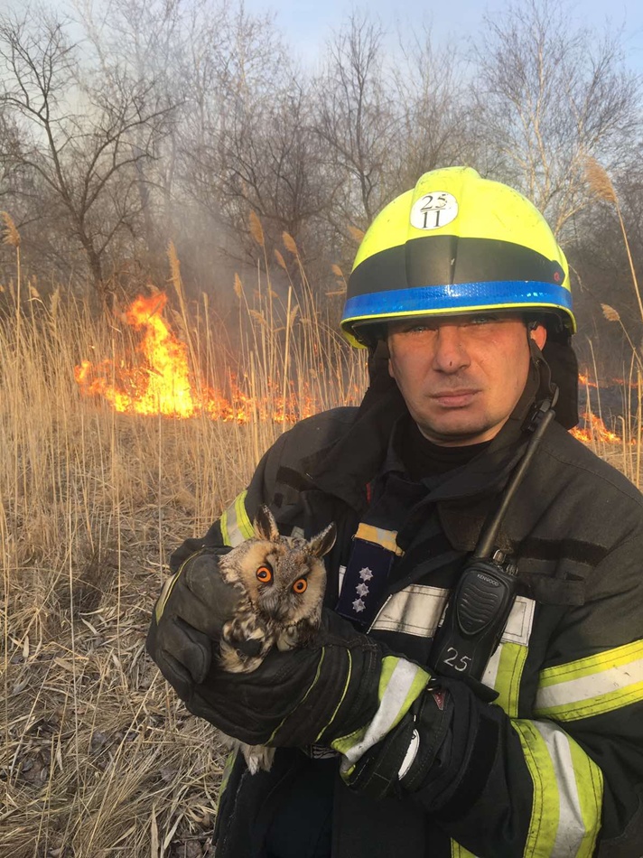В Днепре пожарные спасли из пожара сову / фото: ГСЧС Днепропетровской области

