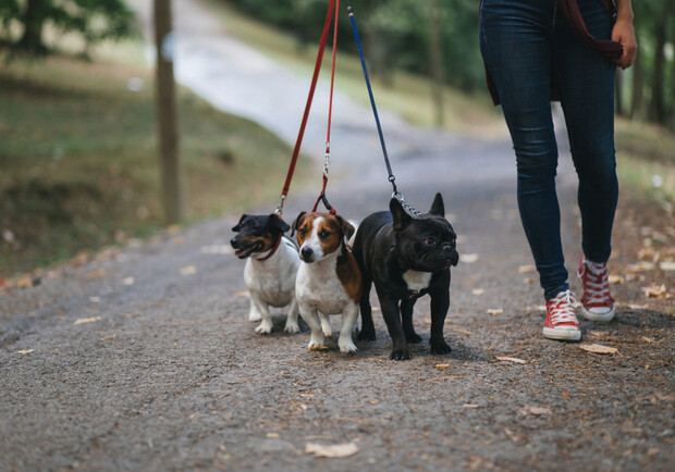 Штрафы за прогулки в парке: можно ли выгуливать собак фото