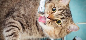 Запасайся антисептиком: в Днепре отключат воду