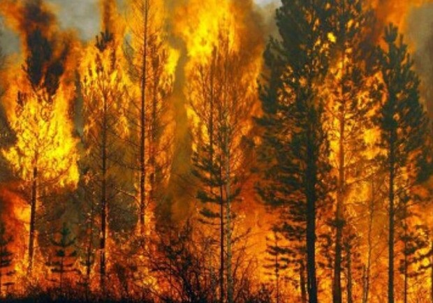 Так вся страна может выгореть: в Днепре аномальное количество пожаров (видео) фото
