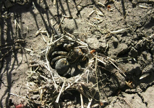 Нежданный гость: под Днепром женщина поймала тарантула у себя на участке (ФОТО) фото