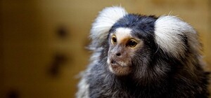 Улыбнитесь: в Бердянском зоопарке показали детеныша карликовых обезьян (видео)