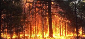 Лесные пожары: в Житомирской области за сутки выгорело 500 га заповедника