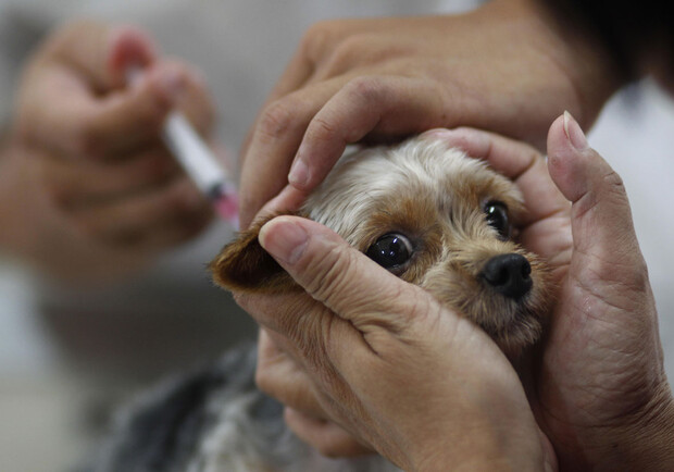 С 5 мая в Полтаве будут делать прививки домашним животным