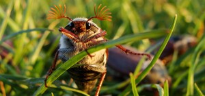 Последний весенний месяц: какая погода ждет днепрян в мае