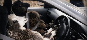 Перепутала педали: на Позняках женщина запарковалась на ступеньках подъезда