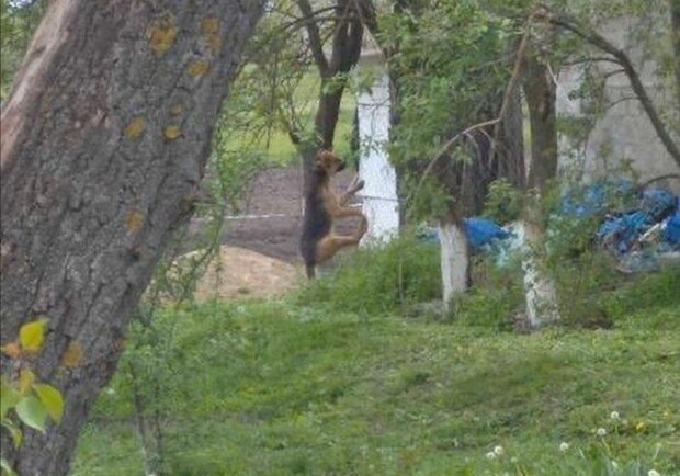 Какая жестокость: под Днепром маленького щенка повесили на дереве фото