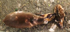 Очаровательный малыш: в одесском зоопарке родился олененок 