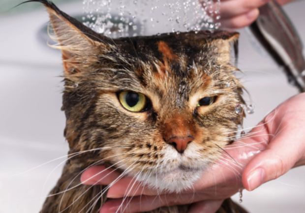 Искупай кота заранее: кому в Днепре отключат воду (адреса) - фото freepik.com