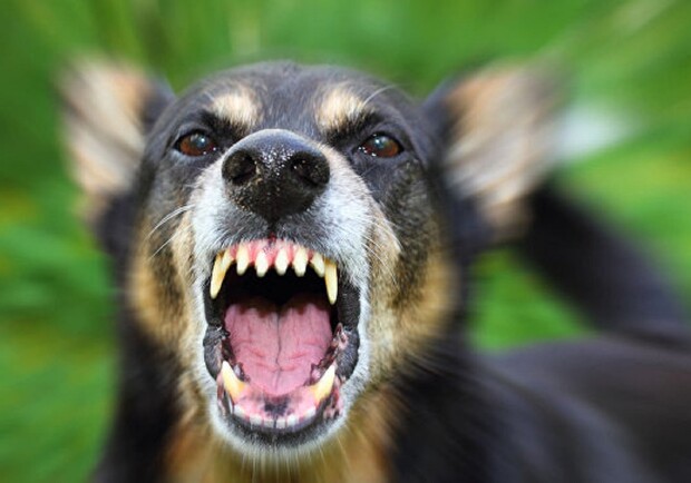 Злой пес атаковал домашнюю собаку/ фото: crimea.ua