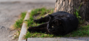 Как так можно: в Днепре жестоко избили пожилого кота